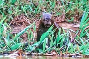 Capybara, która stała się świadkiem polowania, stała się znana w internecie